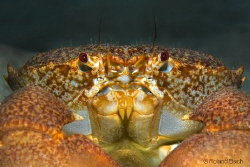 This is one of 3 photos on the internet that shows a "Par... by Roland Bach 